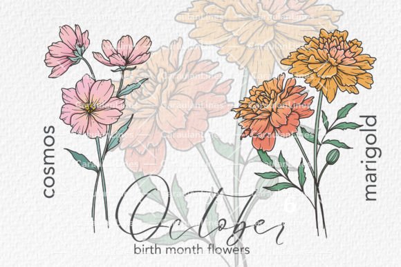 Download October Birth Month Flowers - Premium Resources